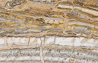 Snake Traveronyx